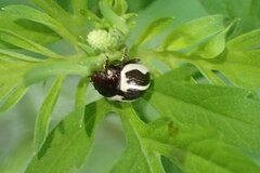 Zygogramma suturalis