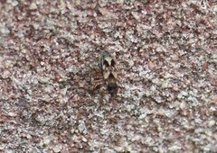 Scolopostethus affinis