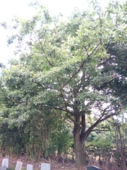 Quercus cerris