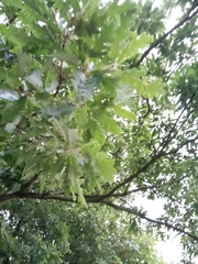 Quercus cerris