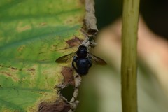 Xylocopa tranquebarorum