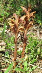 Orobanche teucrii