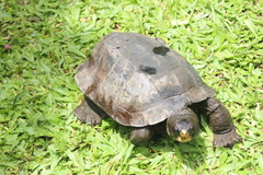 Notochelys platynota