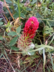 Trifolium incarnatum
