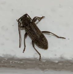 Trichoferus