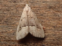 Schrankia taenialis