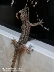 Gekkonidae