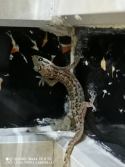 Gekkonidae