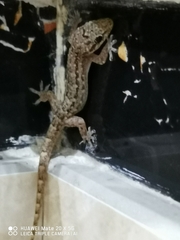 Gekkonidae