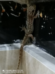 Gekkonidae