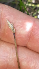 Carex chordorrhiza