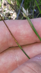 Carex chordorrhiza