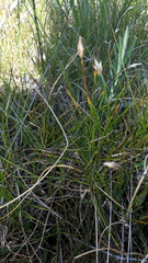 Carex chordorrhiza