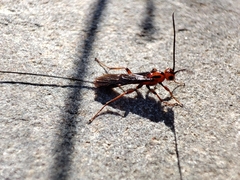 Glyptomorpha pectoralis