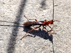 Glyptomorpha pectoralis