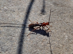 Glyptomorpha pectoralis