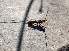 Glyptomorpha pectoralis