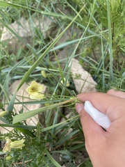 Clematis aethusifolia