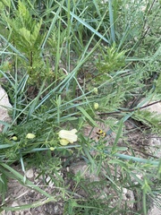 Clematis aethusifolia