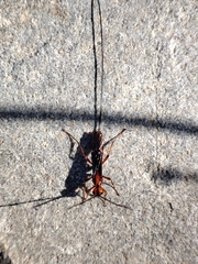 Glyptomorpha pectoralis