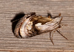 Chrysanympha formosa