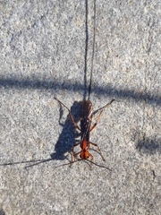 Glyptomorpha pectoralis