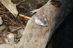 Chroicocephalus ridibundus