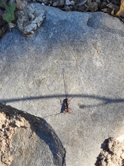 Glyptomorpha pectoralis