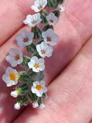 Heliotropium hirsutissimum