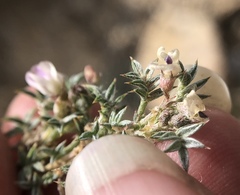 Astragalus kentrophyta tegetarius