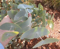 Eucalyptus gamophylla