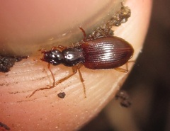 Oxypselaphus obscurus