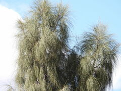 Allocasuarina decaisneana