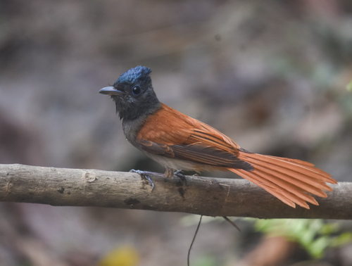 Blyth's Paradise Flycatcher (Terpsiphone affinis), photo 4