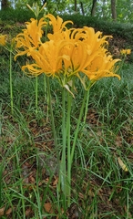 Lycoris aurea