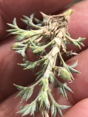 Astragalus kentrophyta tegetarius