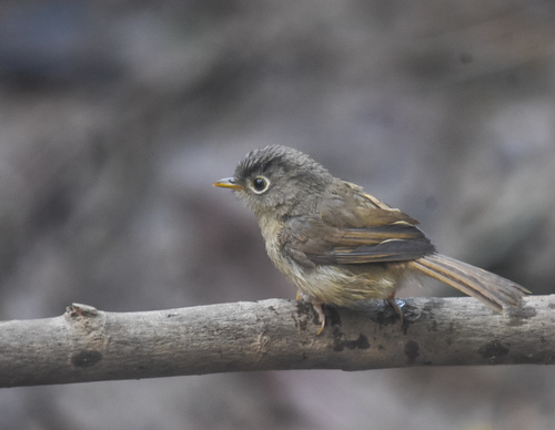 Nepal Fulvetta (Alcippe nipalensis), photo 10