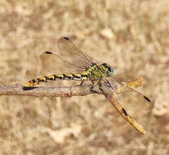 Onychogomphus