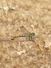 Onychogomphus