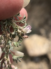 Astragalus kentrophyta tegetarius