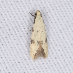 Taygete citrinella