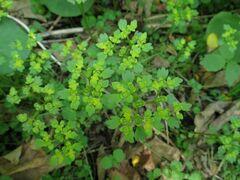 Chrysosplenium flagelliferum