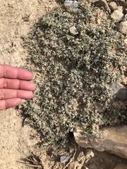 Astragalus kentrophyta tegetarius