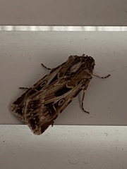 Agrotis vestigialis
