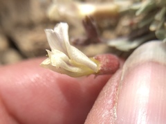 Astragalus calycosus calycosus