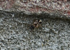 Scolopostethus affinis