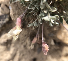 Astragalus calycosus calycosus