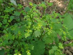 Chrysosplenium flagelliferum