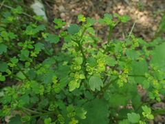 Chrysosplenium flagelliferum