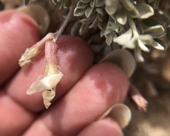 Astragalus calycosus calycosus